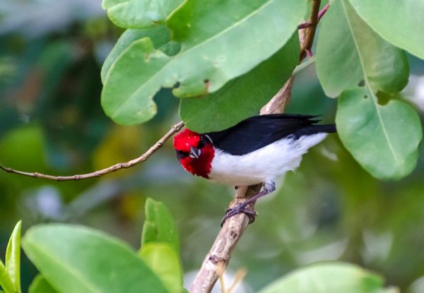 Illegal Check to the Head