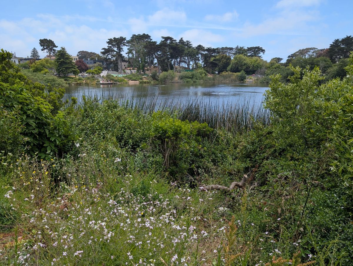 A photo of a lake in San Francisco with lots of greenery and wildflowers around it, and a park on the far side.
