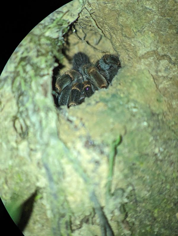 Travel: Panama & Costa Rica Day 10: Monteverde Night Tour