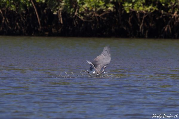Travel: Panama & Costa Rica Day 14: Tamarindo Estuary Tour