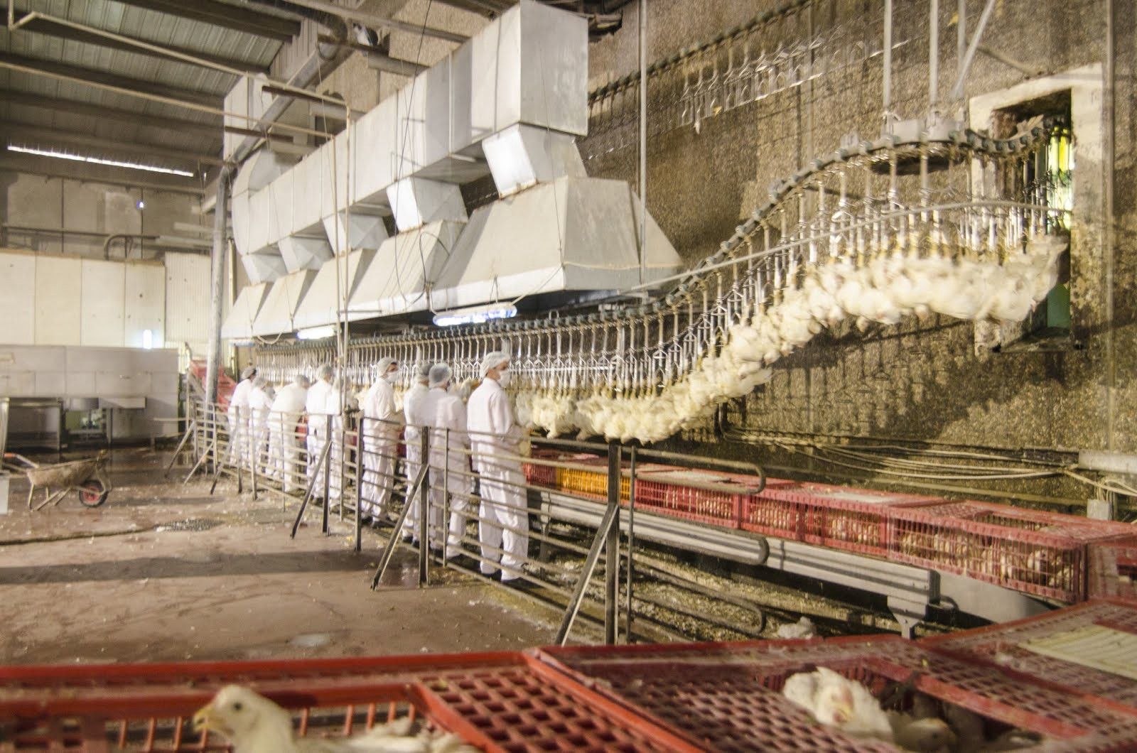 Exposed: The Tory-Trump plan to kill food safety with Brexit chicken