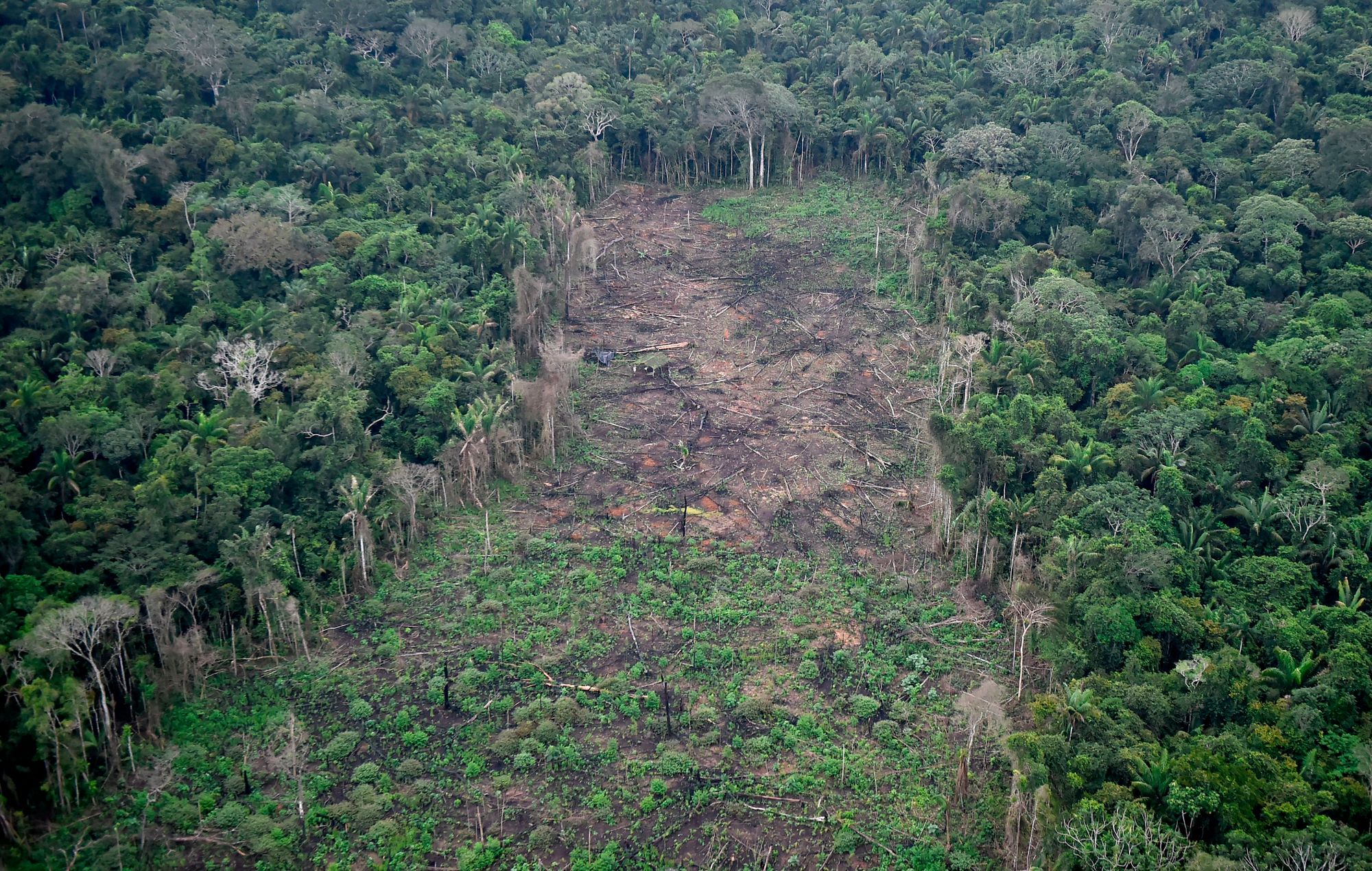 COVID-19 Is a Symptom of a Planet That's Been Pushed Past a Tipping Point