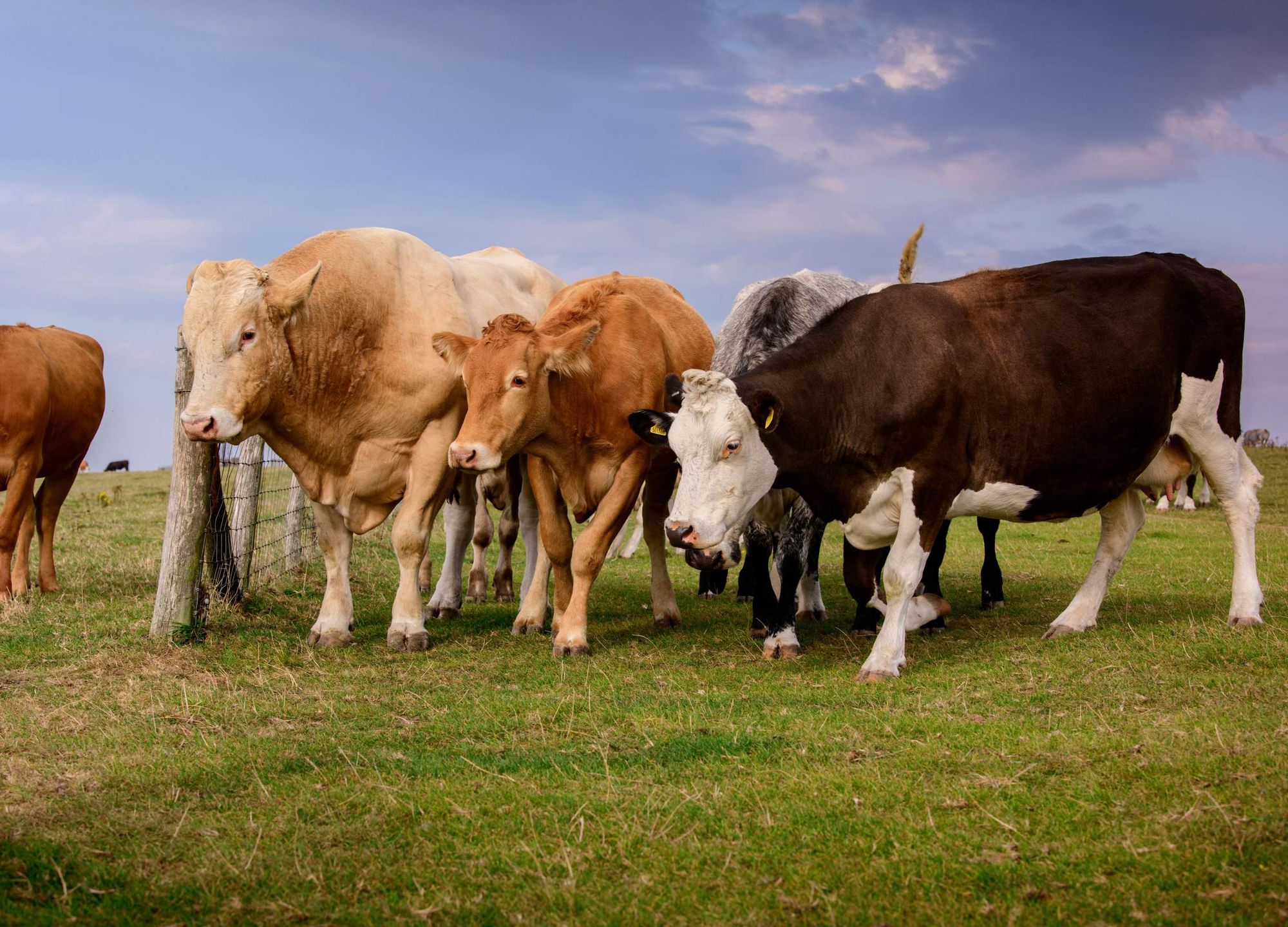 How Replacing Animal Farming with Microbial Proteins Could Feed the World and Save the Planet