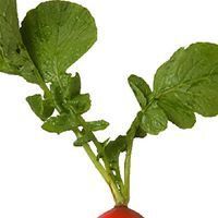 David W. Schwartzman