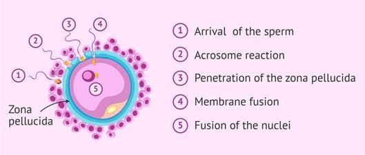 What is the acrosome reaction?