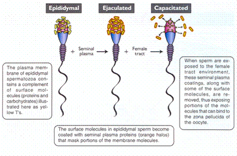 Capacitation - Male Contraceptive Initiative