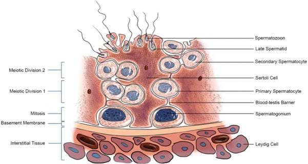 Regulation of Human Spermatogenesis | Springer Nature Link