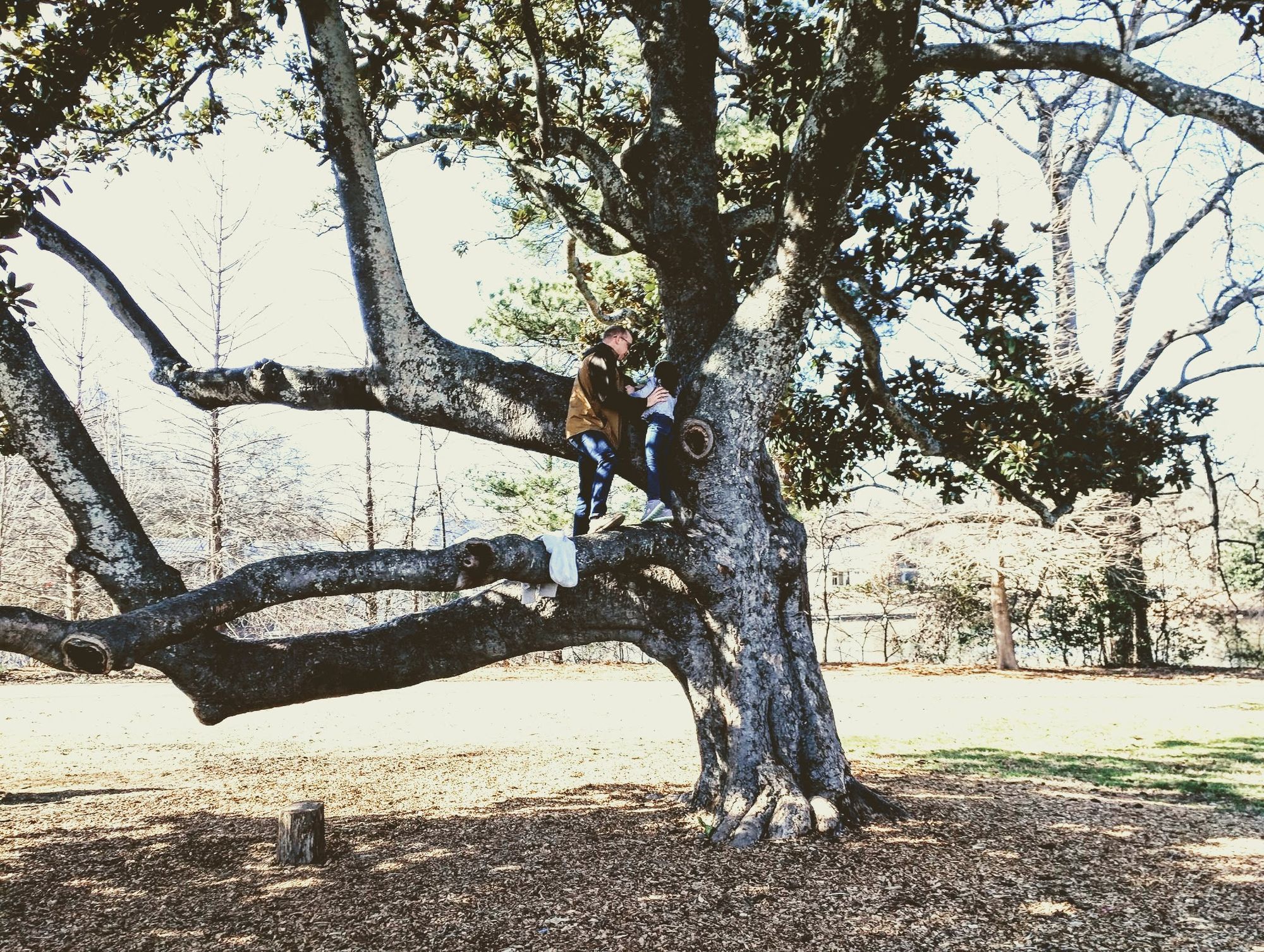 Magnolia