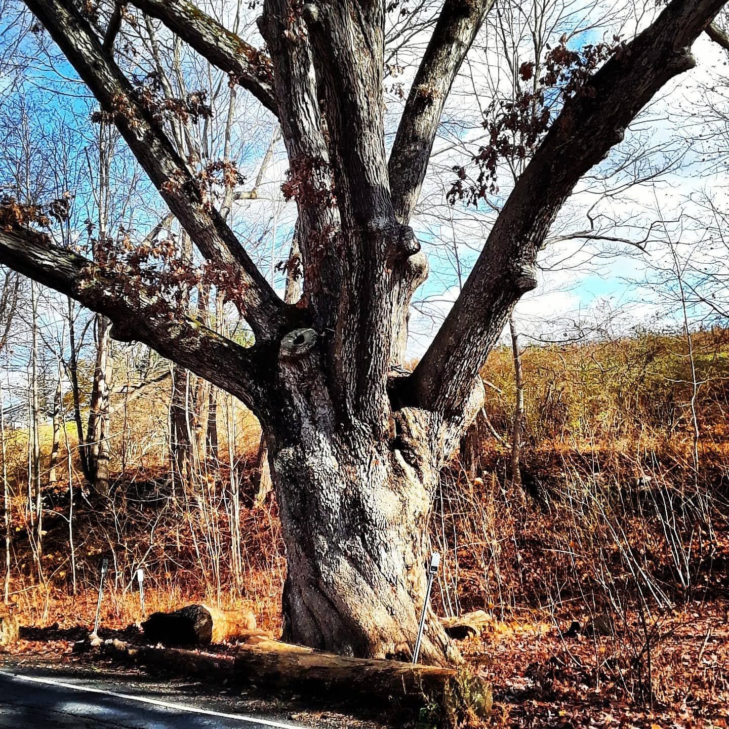 The Dover Oak