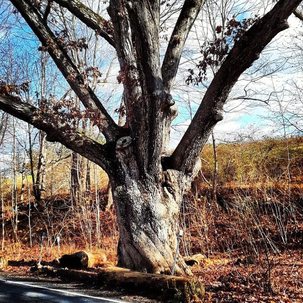 The Dover Oak