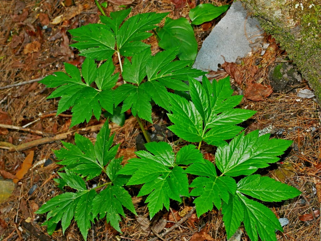 Ashitaba Powder