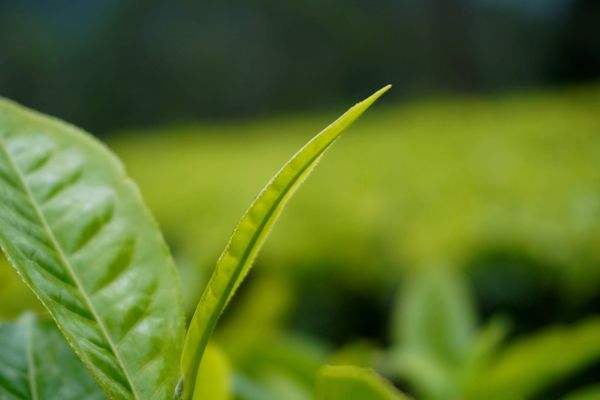 What Is Ashitaba?