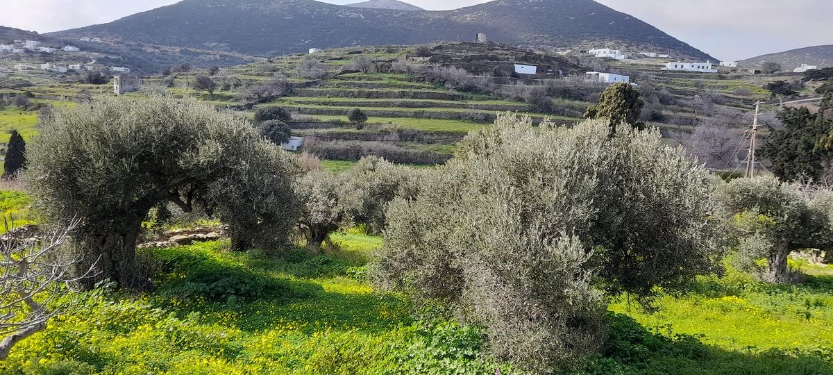 Ιστορίες νερού στη Σίφνο, από το παρελθόν, στο σήμερα και το αύριο