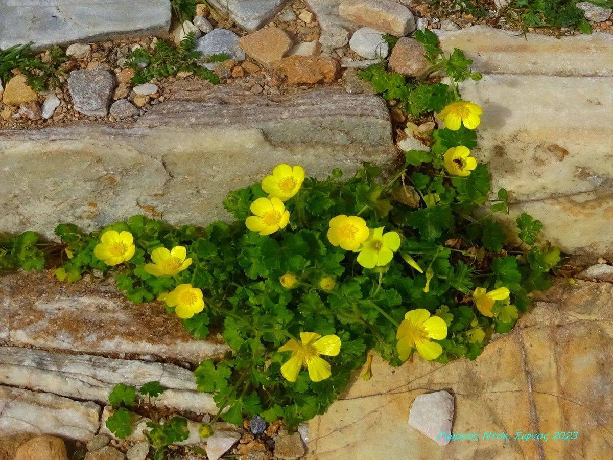 Για τους εθελοντές