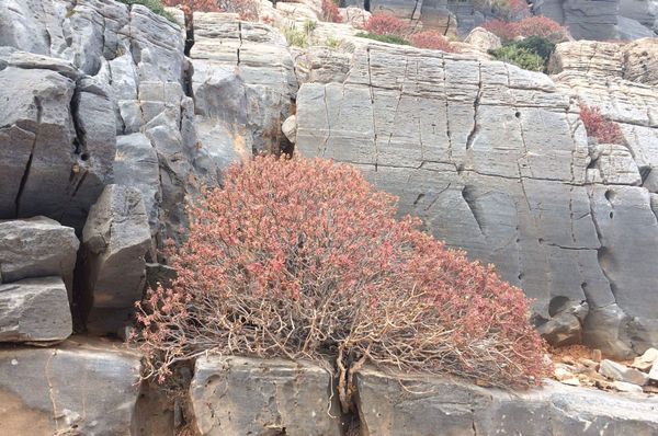 Μια μοναδική ευκαιρία για το δίκτυο μονοπατιών της Σίφνου