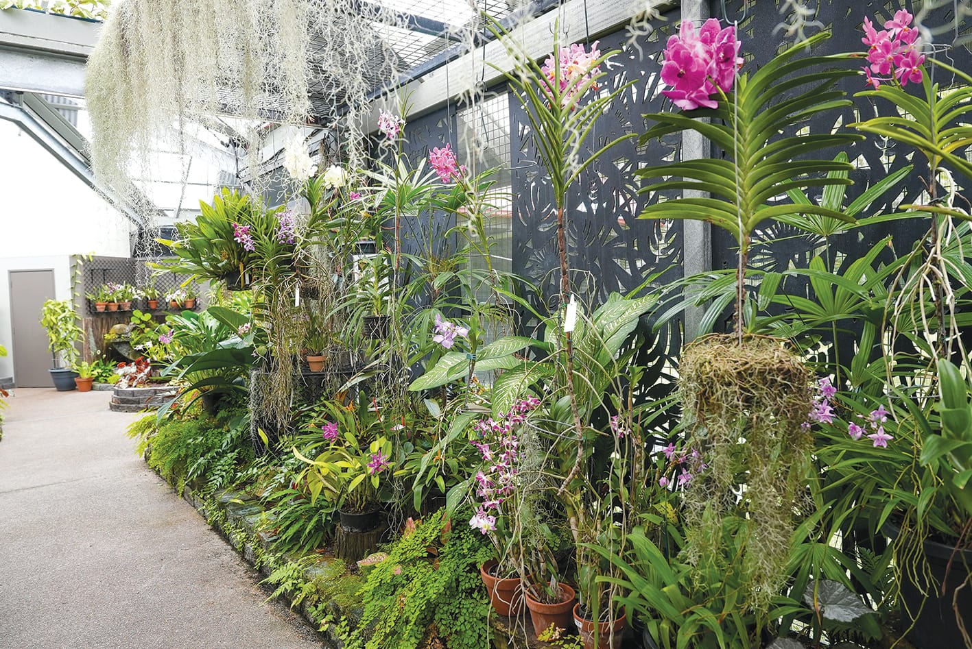 The Orchid House visitor numbers continue to grow