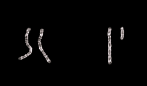 Why I no longer use transgender pronouns, and why you shouldn’t either