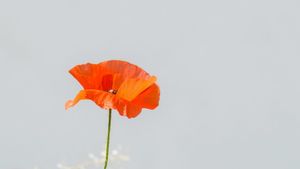 Are nonconformists hypocrites on Remembrance Sunday?
