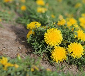 The only thing green is the weeds