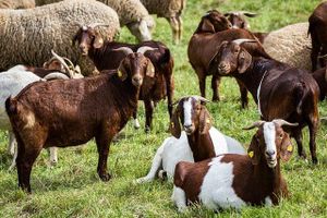 Goats among the sheep