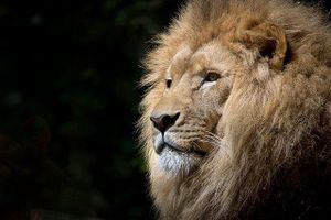 GUEST COLUMN: Spurgeon and the caged lion