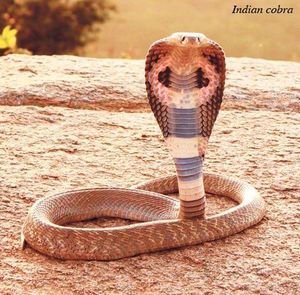 Snakes – designed to kill?