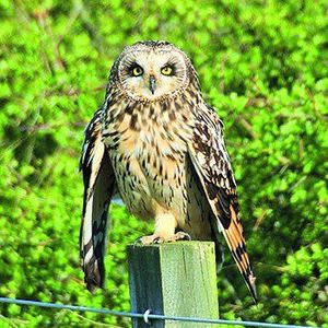 Prayer and birdwatching