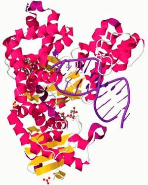 What is DNA polymerase?