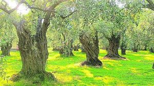 Prof. Julian Evans speaks about the role of trees in the Bible