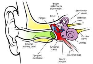 What the ear reveals about the Creator