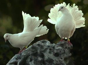 The Beatitudes 8: Peacemaking