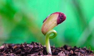 Successful germination