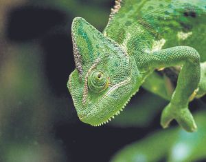 Considering chameleons