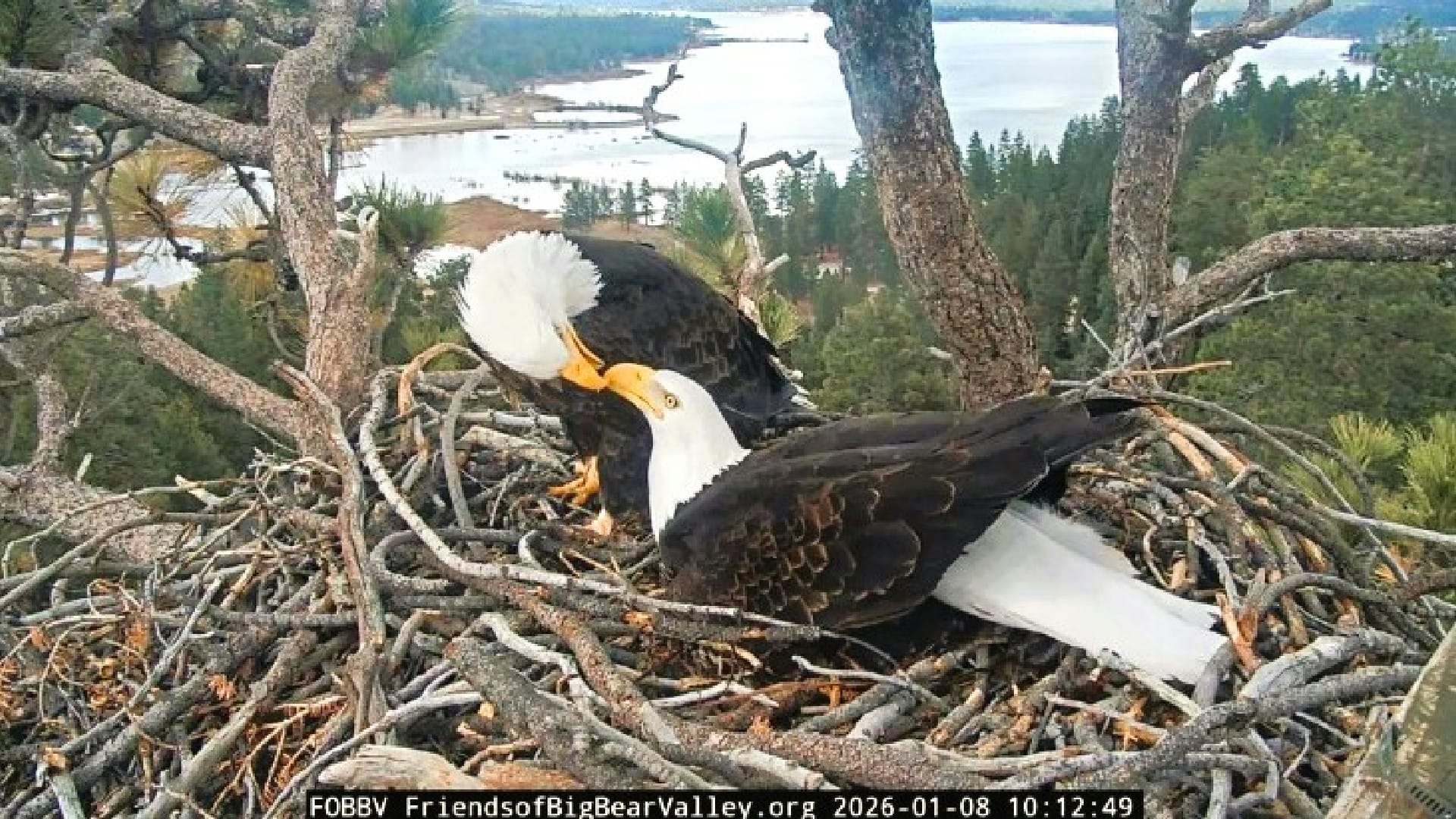 Image Credit: FriendsofBigBearValley.org