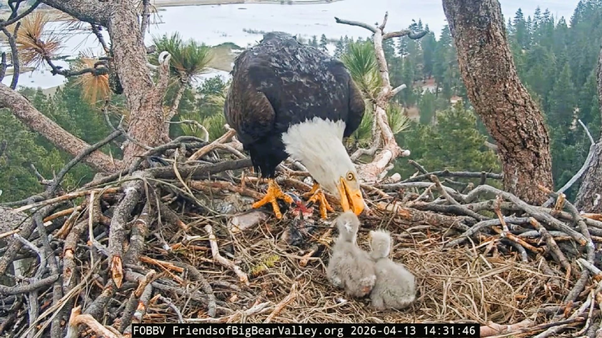 Image Credit: FriendsofBigBearValley.org