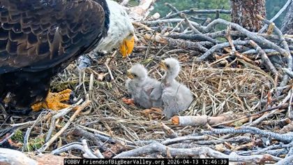Jackie and Shadow’s Miracle: Big Bear Eagles Hatch Two Chicks Following Raven Attack