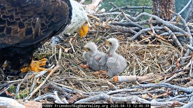 Jackie and Shadow’s Miracle: Big Bear Eagles Hatch Two Chicks Following Raven Attack