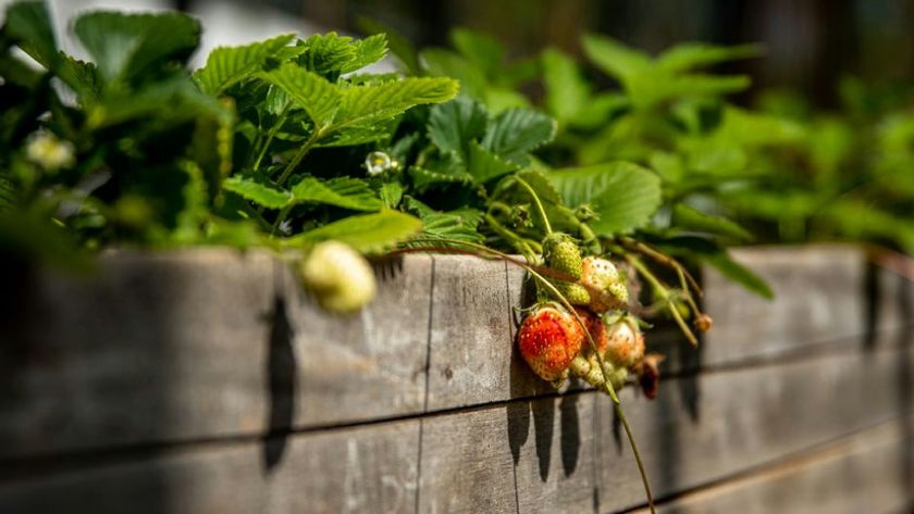You Don't Need a Green Thumb: 5 Foods Simi and Moorpark Residents Can Grow in a Kitchen Water Glass