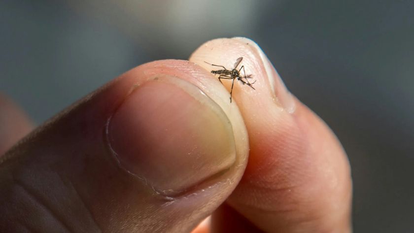They Bite in Daylight and Breed in a Teaspoon. Simi Valley's Newest Neighbor Isn't Leaving.