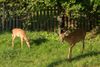 Code change allows for deer management program