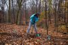 Descendants of ‘survivor’ elms planted in woods