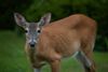 Officials weigh deer management options