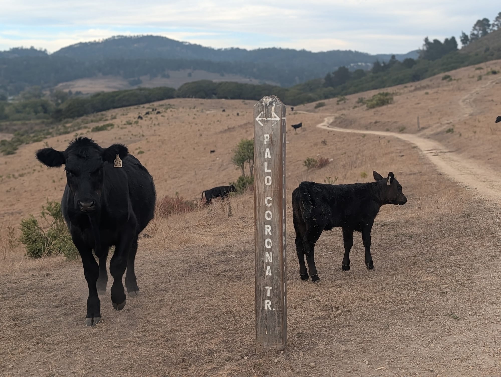 Palo Corona Trail marker, with company