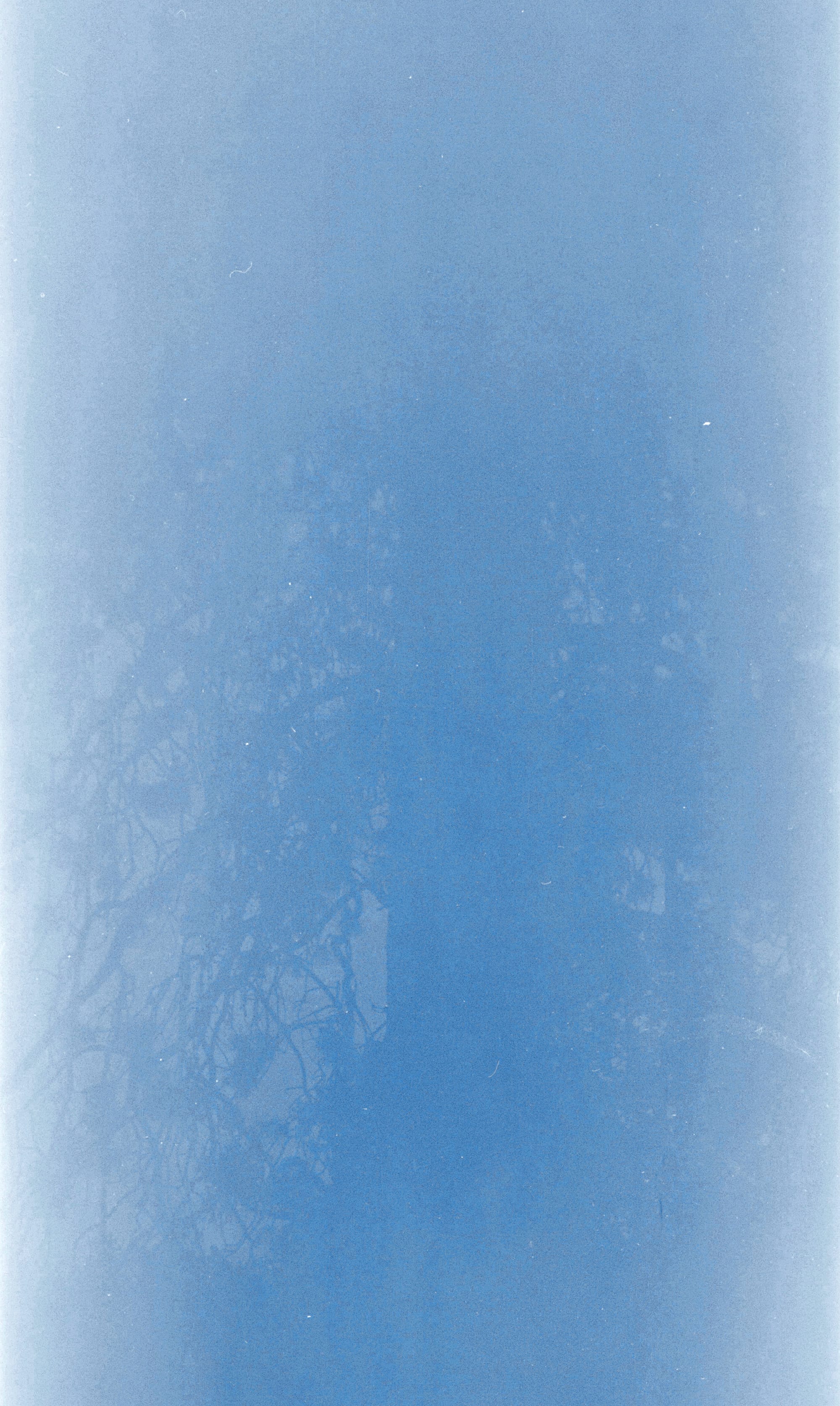 blue photo of a ponderosa pine