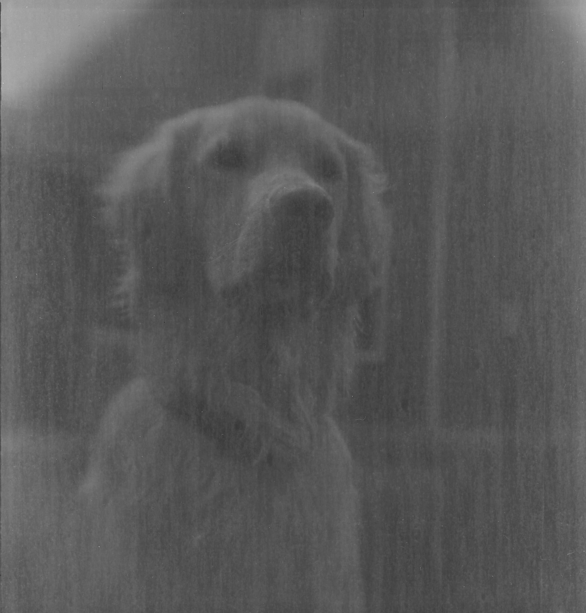 golden retriever in black and white