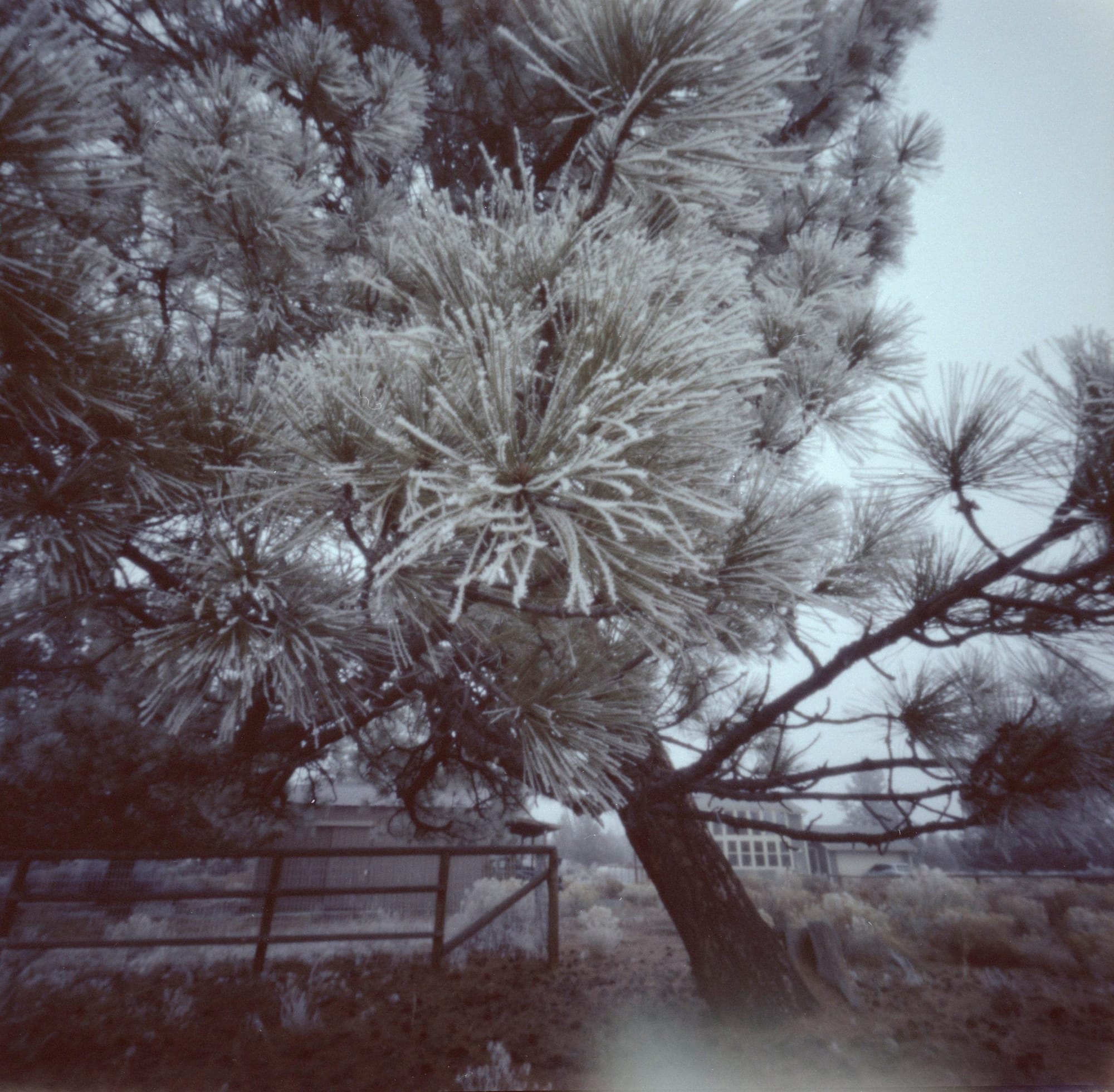 Frost on a bunch of ponderosa pine needles