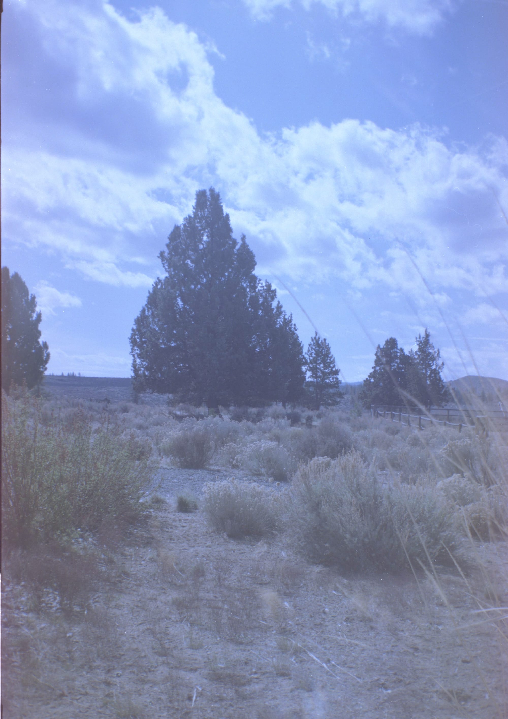 Juniper tree and desert landscape