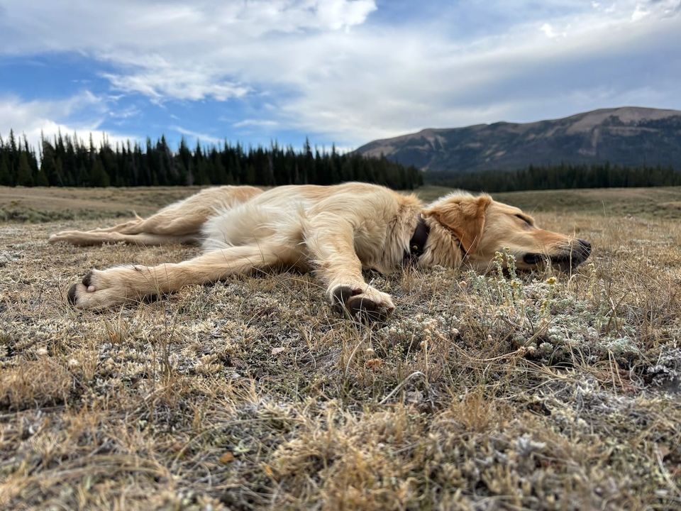 Golden Retriever lying on a grassy knoll in Wyoming.