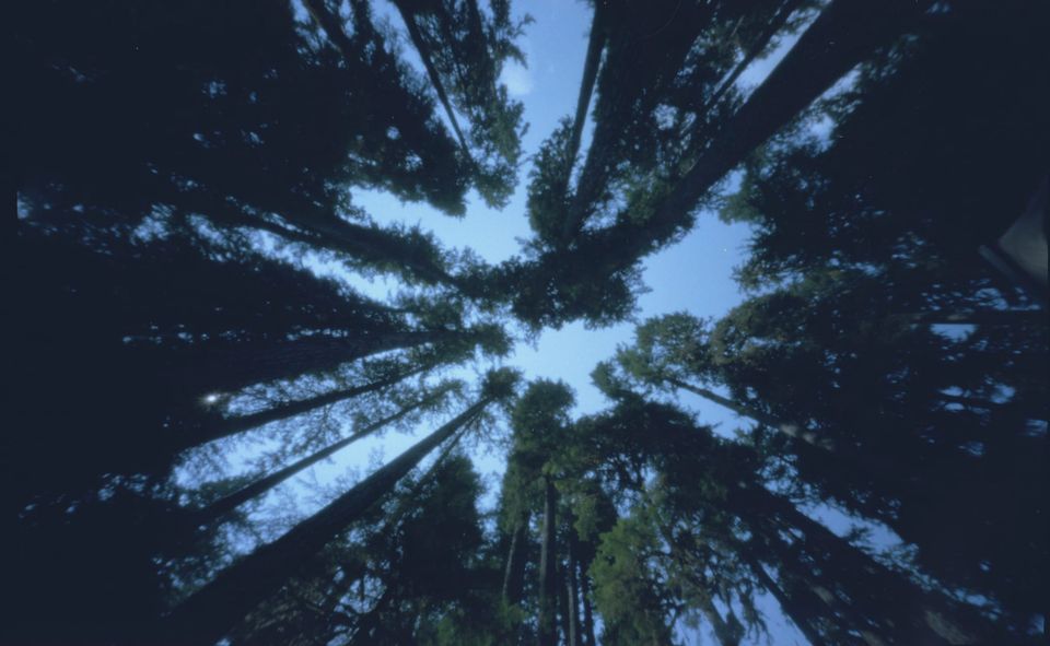 looking up at tall trees against a blue sky