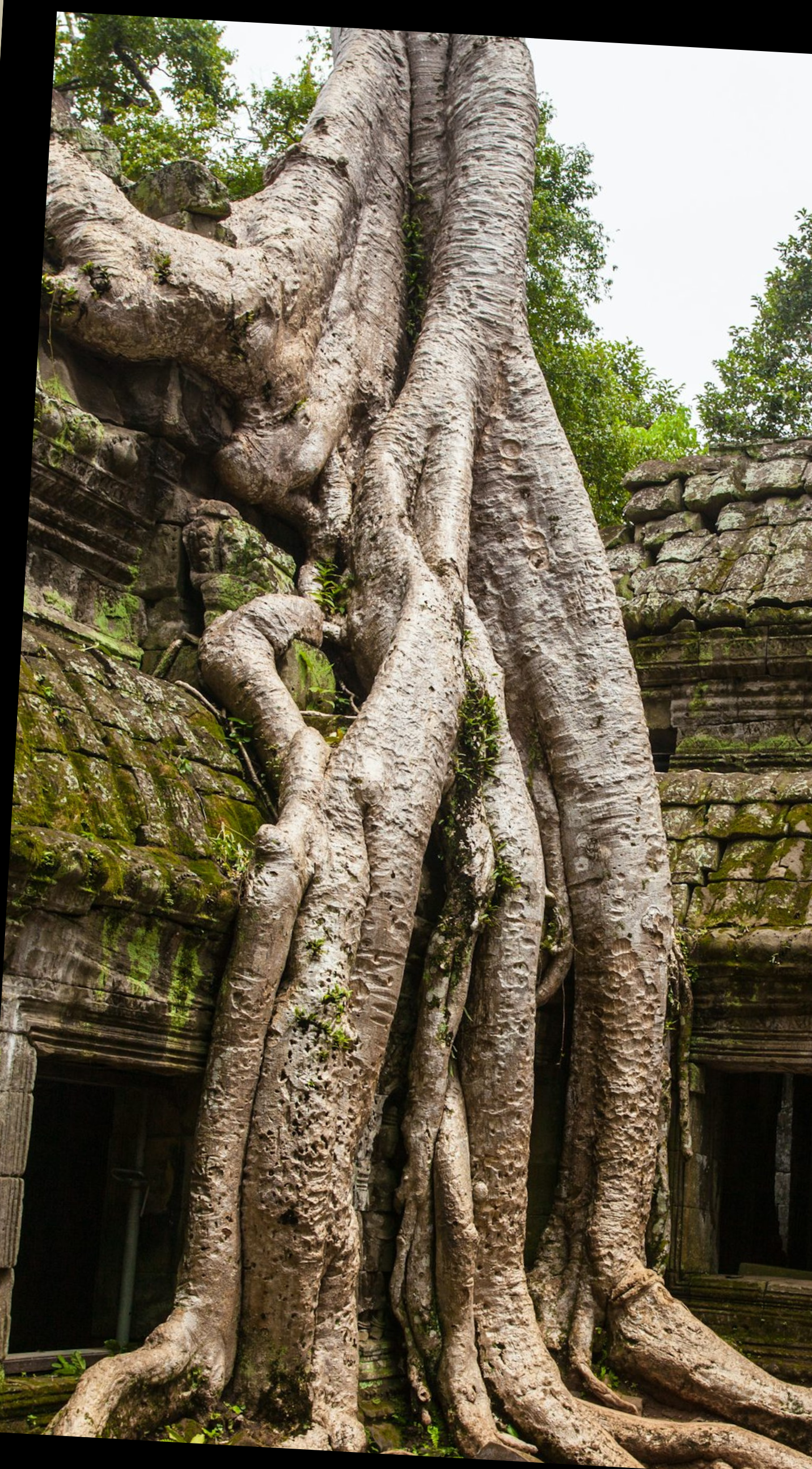 Giant tree roots overtaking the stone ruins of Ta Prohm temple, Angkor, Cambodia